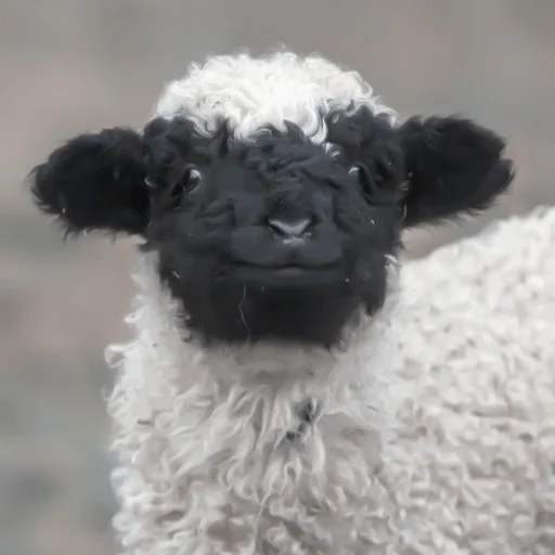 Стикер :; козлята и овечки @xiroe - 8