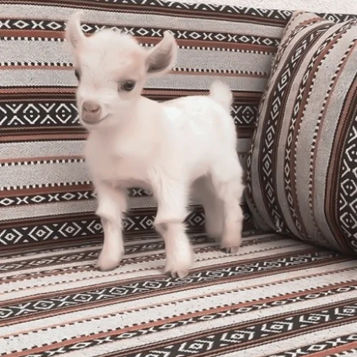 Стикер :; козлята и овечки @xiroe - 7