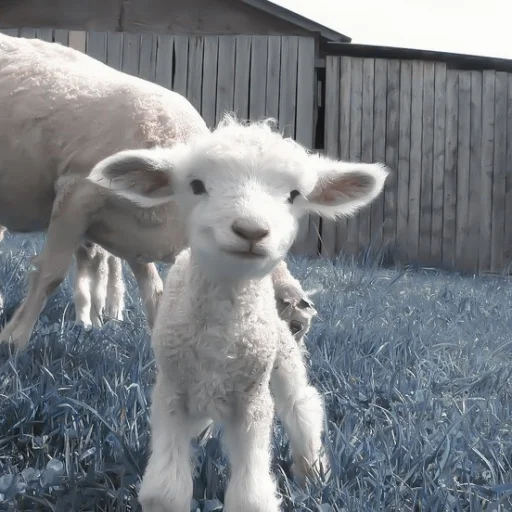 Стикер :; козлята и овечки @xiroe - 6