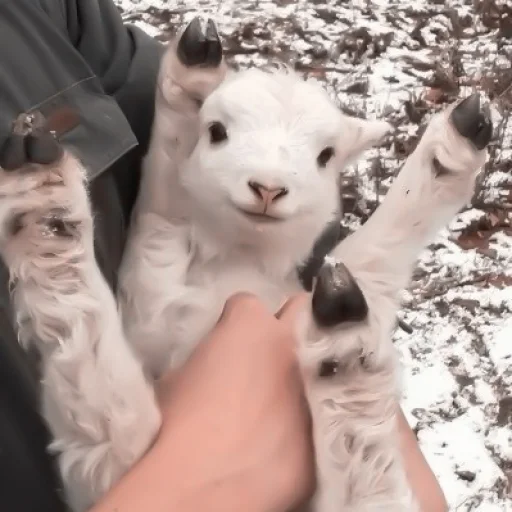 Стикер :; козлята и овечки @xiroe - 5