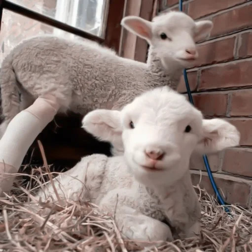 Стикер :; козлята и овечки @xiroe - 4