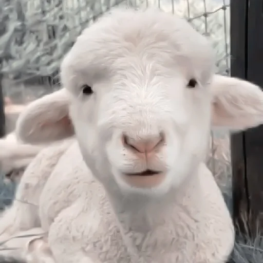 Стикер :; козлята и овечки @xiroe - 3