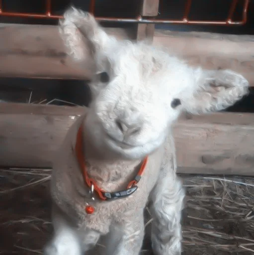 Стикер :; козлята и овечки @xiroe - 2