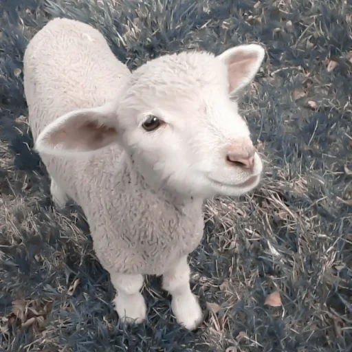 Стикер :; козлята и овечки @xiroe - 1