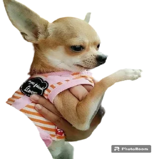 Стикер Cobaki - 1