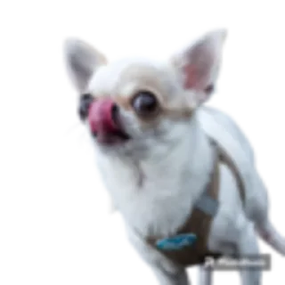 Стикер Cobaki - 0