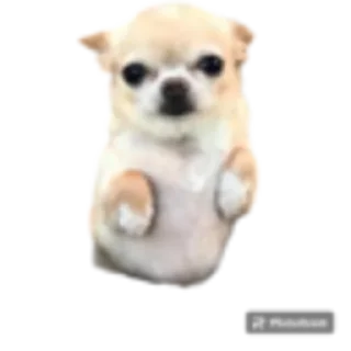 Стикер Cobaki - 2