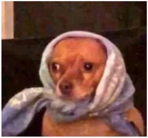 млекопитающее комнатный собака