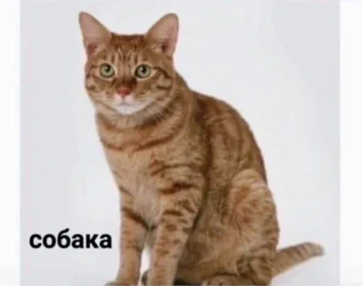 Sticker @xulgorak’s sticker pack - 1