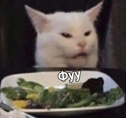 small to medium-sized cats food indoor