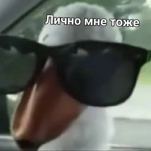 sunglasses goggles eyewear