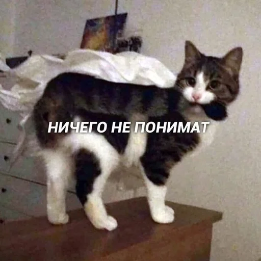 small to medium-sized cats mammal cat