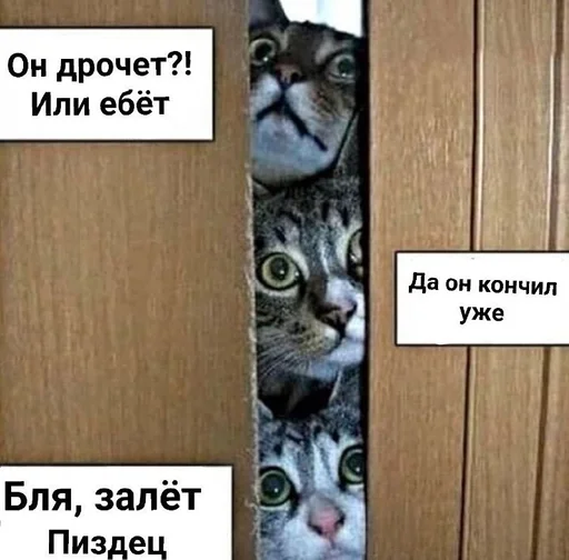 text felidae small to medium-sized cats