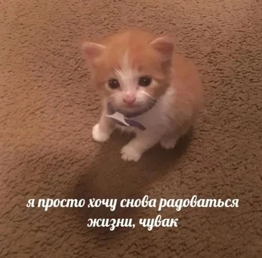 Sticker Больше стиков тут: @gostikers - 8