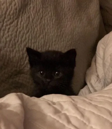 комнатный кошки малого и среднего размера кровать