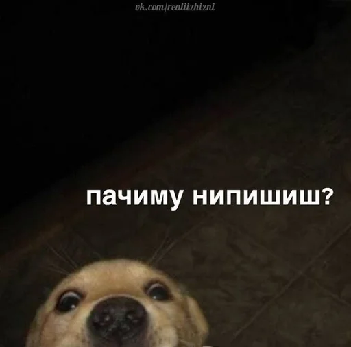 СМС собака животное