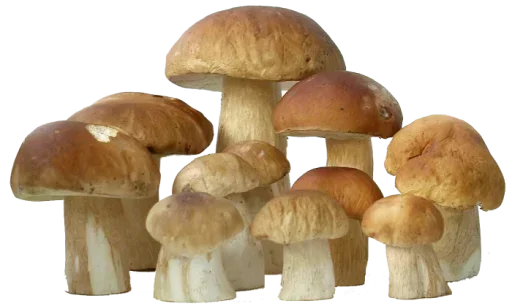 Стикер yTaqnHdypBfTpX_by_stickers_stealer_bot - 1