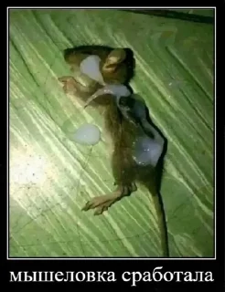 Стикер Больше стикеров 👉🏻 @stickertg4 - 5