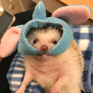 Стикер Йожики🦔 - 1