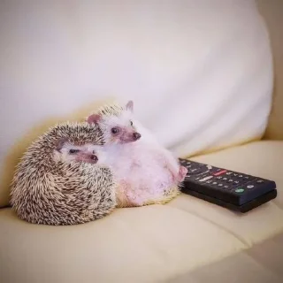 Стикер Йожики🦔 - 3