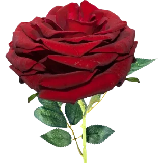 Sticker @Awraq_Alyasmin ورد2 - 9