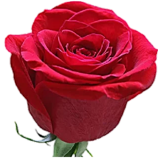 Sticker @Awraq_Alyasmin ورد2 - 8