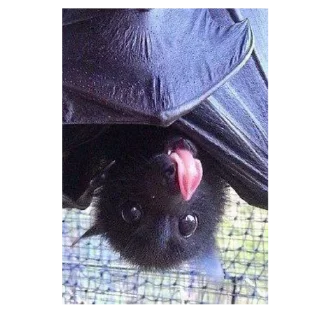 Sticker хуйлуша - 5