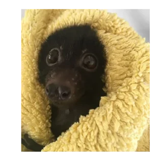 Sticker хуйлуша - 1