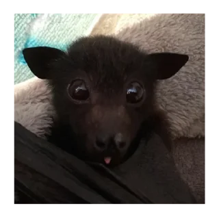 Sticker хуйлуша - 11