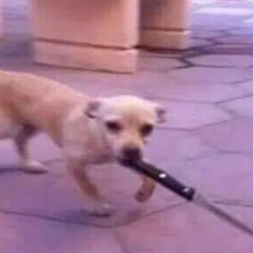 ground dog breed pet