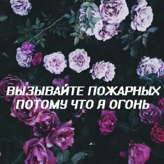 цветок растение лепесток