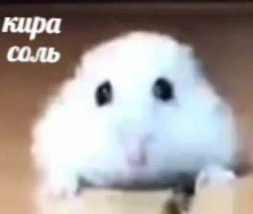 соляшка дживиашка - 