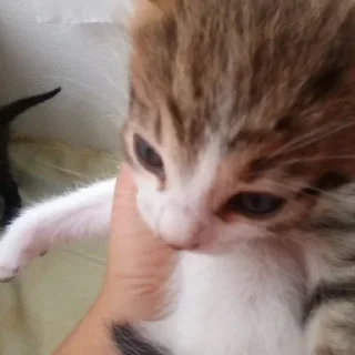 Sticker cfvnblfey @dectiob_36 - 9