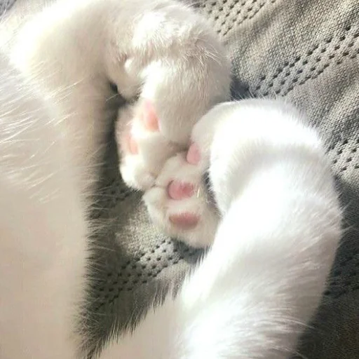 животное мех млекопитающее