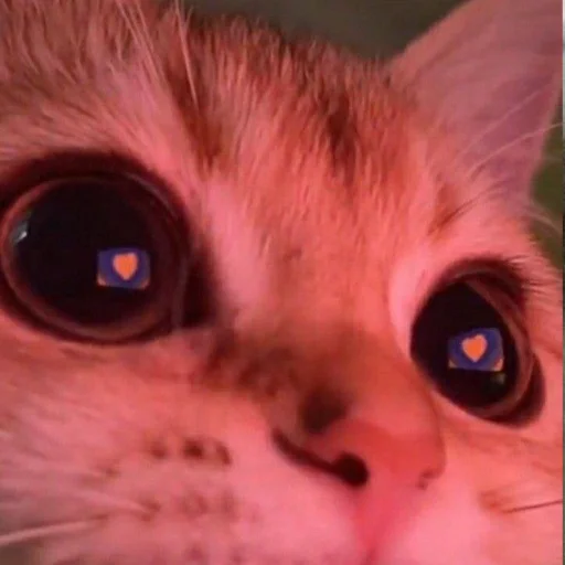 животное кошка млекопитающее