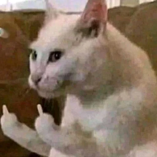 животное млекопитающее кошка