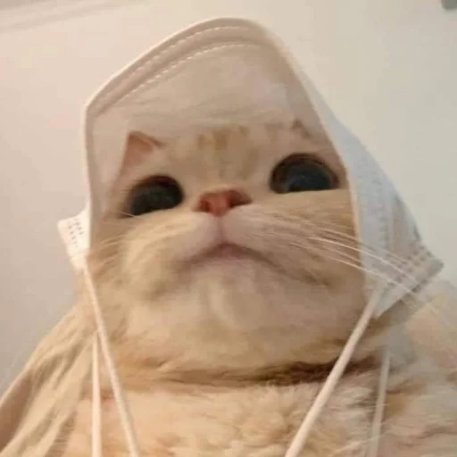 кошка комнатный млекопитающее