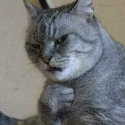 млекопитающее животное кошка