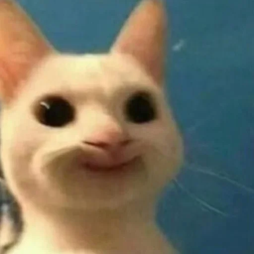 млекопитающее животное кошка