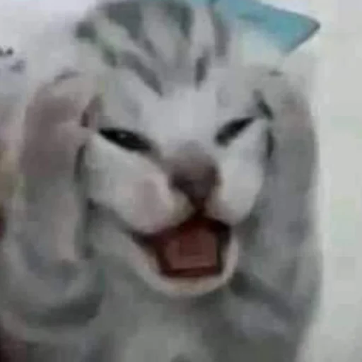 млекопитающее животное кошачьи