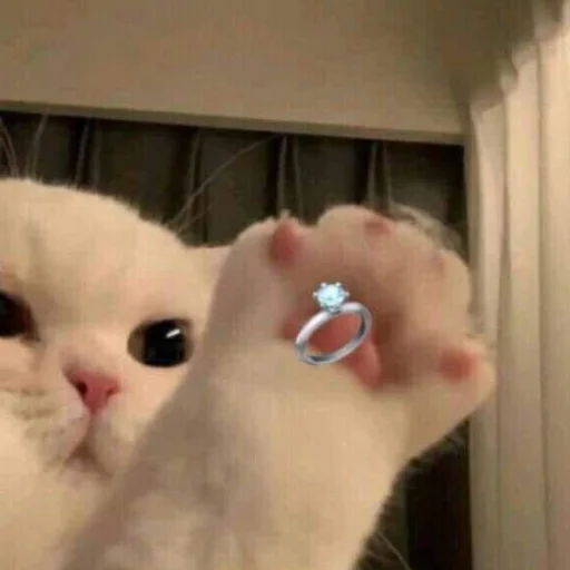 млекопитающее животное комнатный