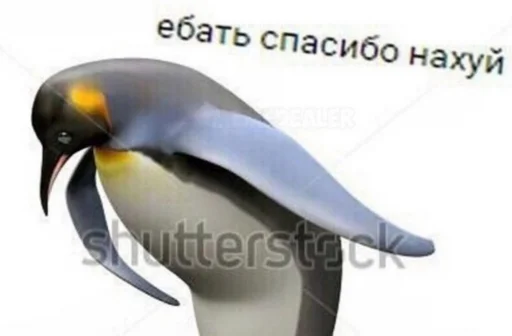 animal bird penguin