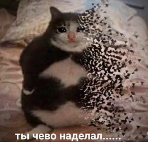 животное кошка домашняя кошка