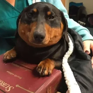 Sticker Ядовитый и летучий - 0