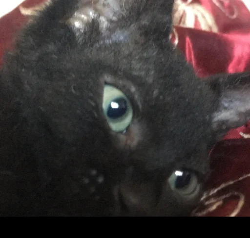 Sticker яжгухохлов - 0