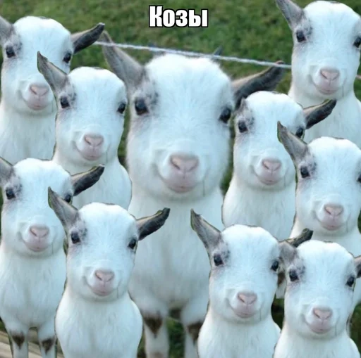 Sticker yakozaemae - 1