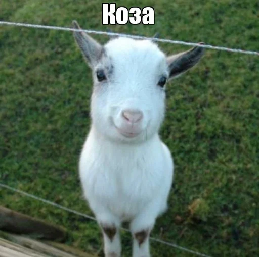 Sticker yakozaemae - 1