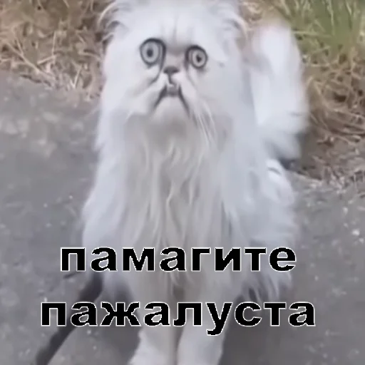 животное млекопитающее кошка