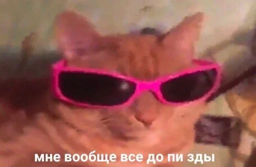 аксессуар кошка очки