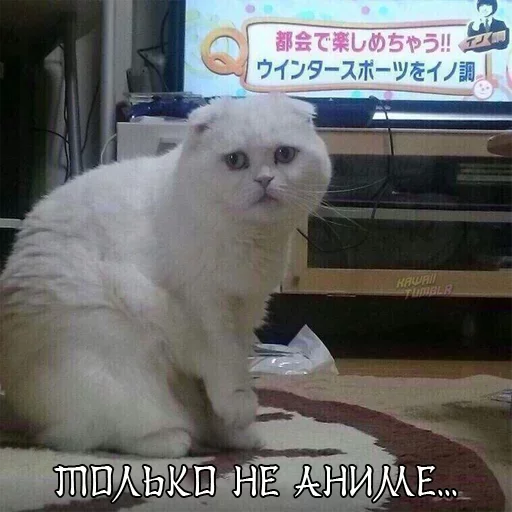 млекопитающее животное домашняя кошка